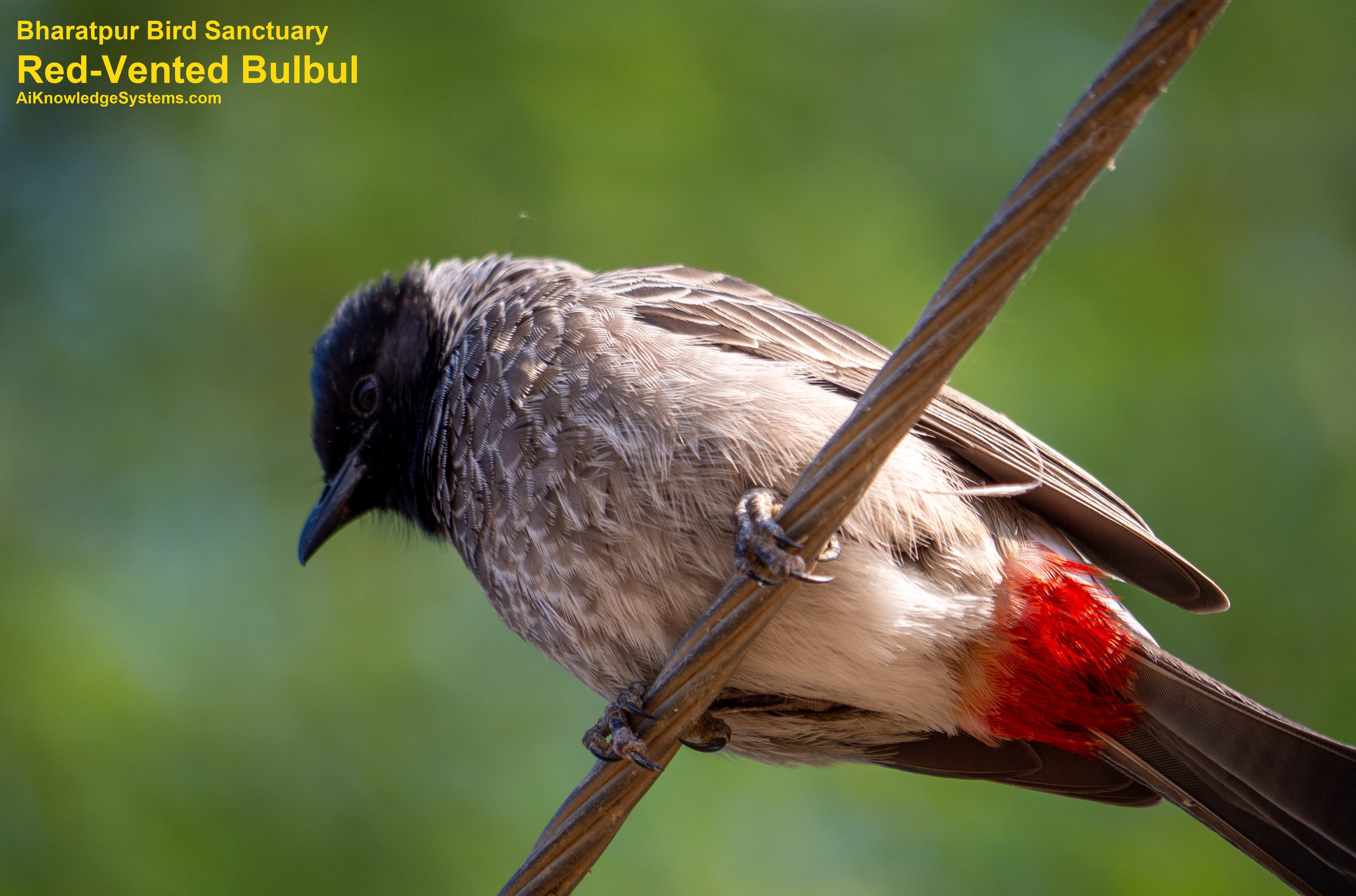 Bulbul Red Vented (3) Coming Soon